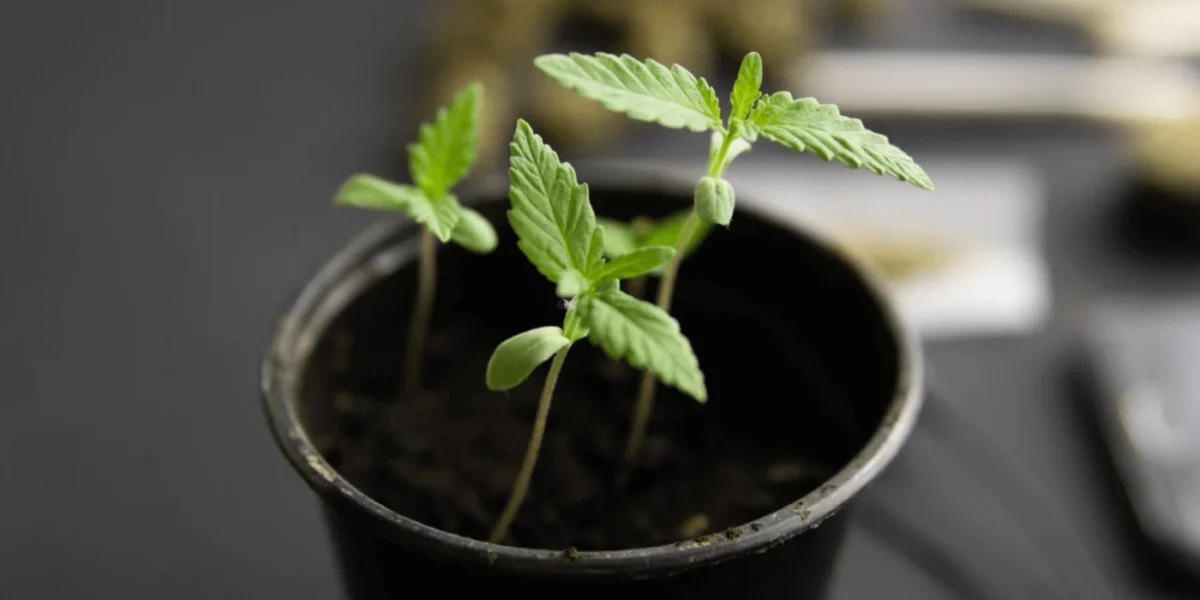 Nærbillede af grøn cannabisplante