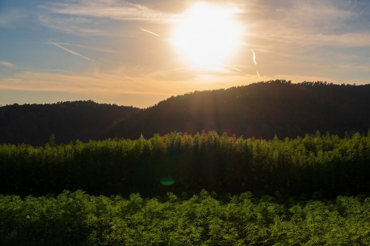 Hampemark ved solnedgang