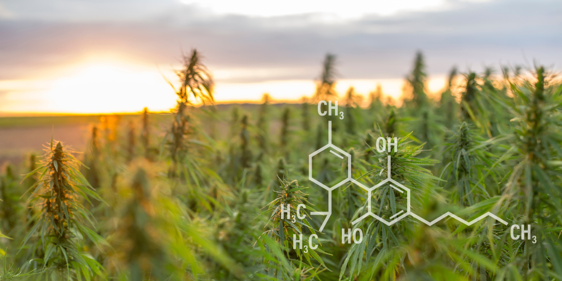 Broad- vs. Full-Spectrum CBD